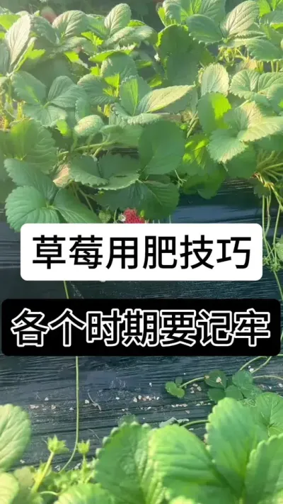 草莓用肥技巧各个时期要记牢#草莓种植管理技术和方法 #服务三农支持三农 #草莓种植 #草莓种植方法 #草莓种植基地