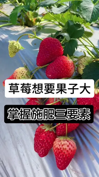 草莓想要果子大掌握施肥三要素#草莓种植管理技术和方法 #分享农业知识帮农民增产增收 #草莓种植 #草莓种植方法 #服务三农支持三农