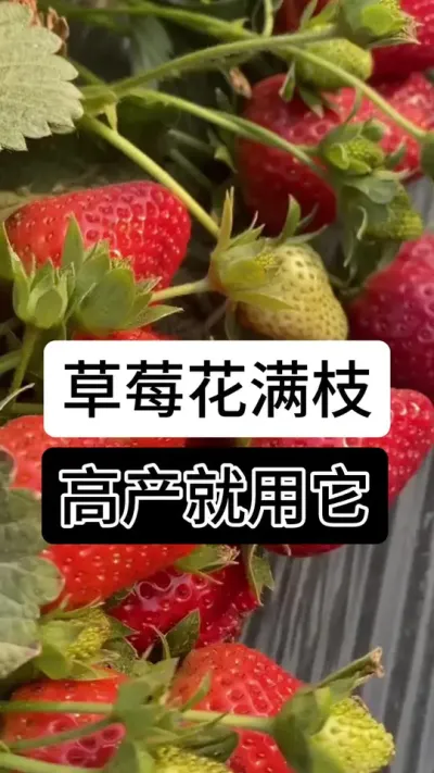 草莓花满枝高产就用它#草莓种植管理技术和方法 #分享农业知识帮农民增产增收 #草莓种植 #服务三农支持三农 #草莓种植基地
