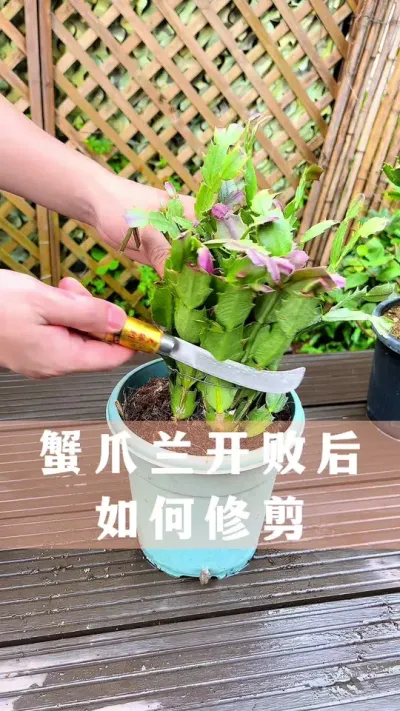 蟹爪兰开败花后的修剪方法#蟹爪兰 #花卉绿植 #养花小知识 #分享养花经验