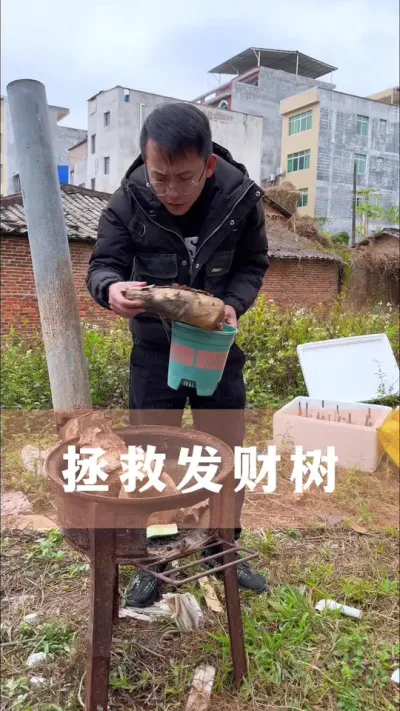拯救烂根的发财树#发财树 #花卉绿植 #养花小知识 #爱生活爱养花