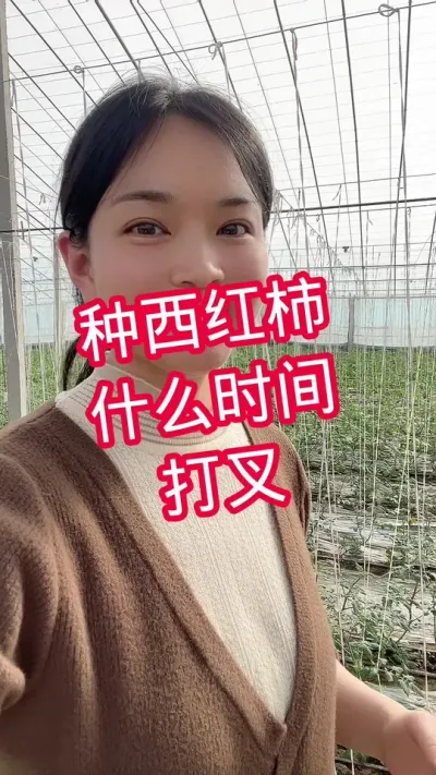 #西红柿种植#记录我的种植生活 #大棚种植  点个关注吧 @抖音小助手