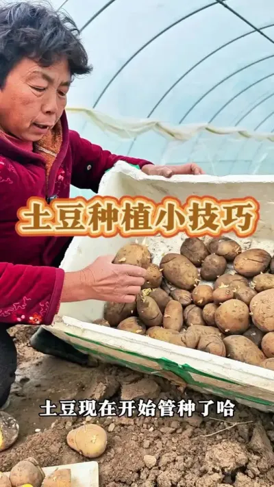 你的土豆种了吗？ #土豆种植  #土豆种植技巧和方法 #种土豆 #三农 #蔬菜杨大姐 @DOU+小助手 @DOU+上热门 @抖音创作小助手