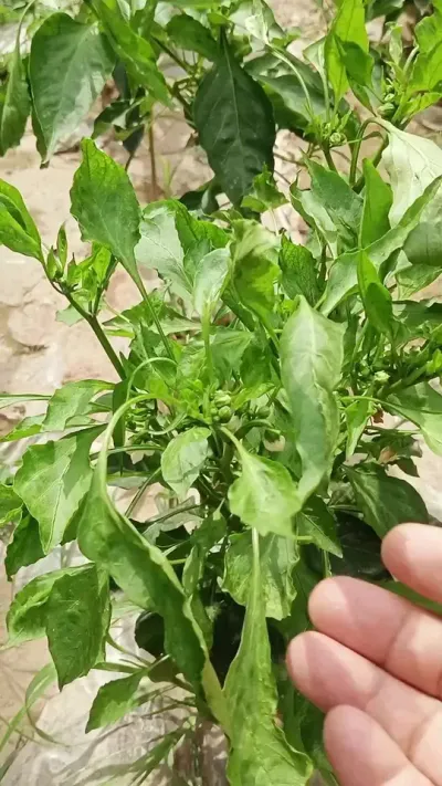 辣椒病毒病如何防治 #三农 #辣椒种植技术 #病虫害防治