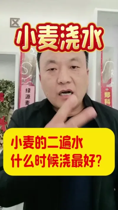 小麦该浇二遍水了。#小麦种植 #小麦浇水时间
