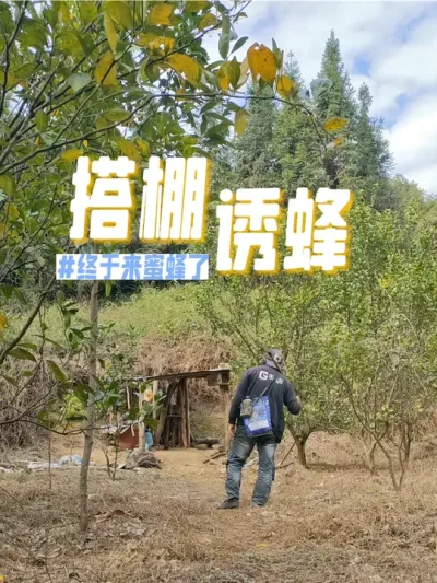 搭棚诱蜂 历时两个多月，终于诱来了一窝蜜蜂。#蜜蜂养殖  #我的乡村生活 #新农人计划2024