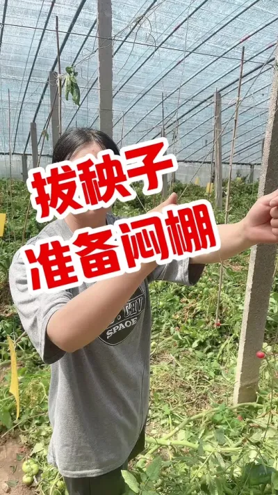 #西红柿种植 #闷棚#拔秧 #大棚西红柿 历时8个月，这一茬西红柿结束@抖音小助手