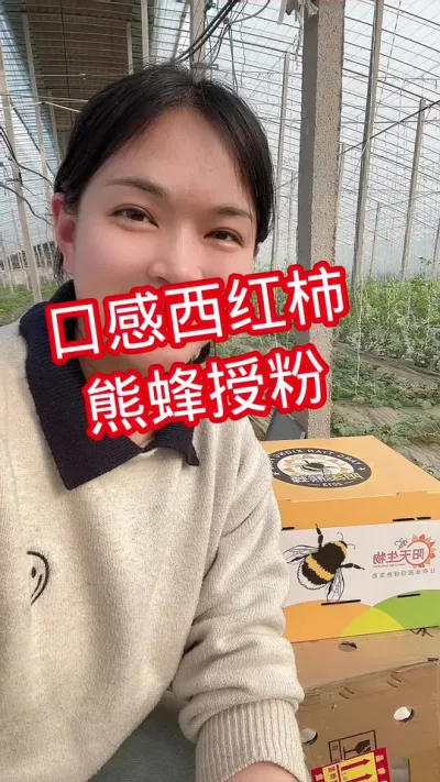 #西红柿种植#熊蜂授粉 #我的种植生活  点个关注@抖音小助手
