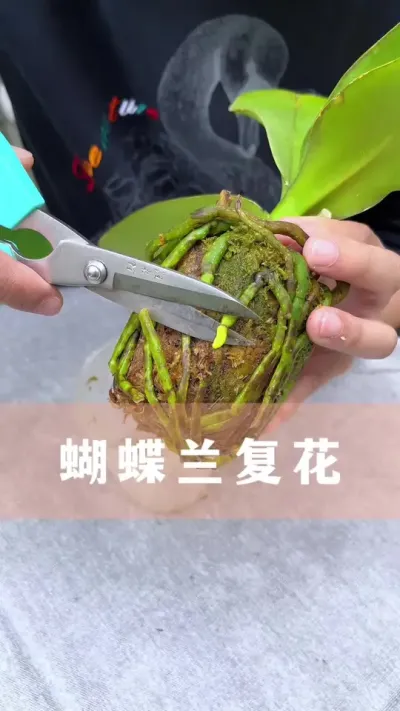 蝴蝶兰开败后，做好这件事，复花很简单#蝴蝶兰 #花卉绿植 #养花小知识
