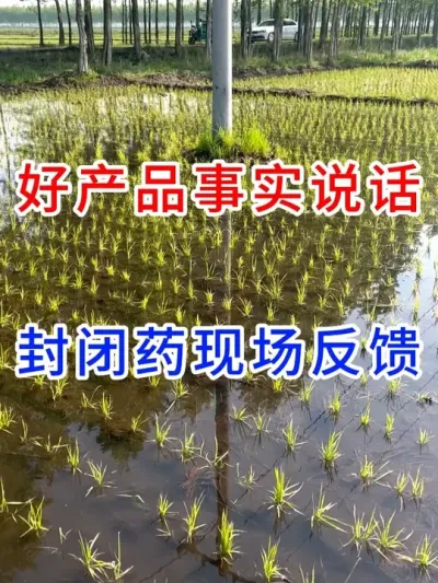 好产品事实说话，封闭药现场反馈 #服务三农支持三农 #一份耕耘一份收获 #田间地头走一走 #农业种植 #新农人