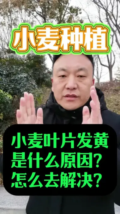 小麦叶片发黄是什么原因？怎么解决？#小麦种植 #小麦年后管理 #服务三农支持三农