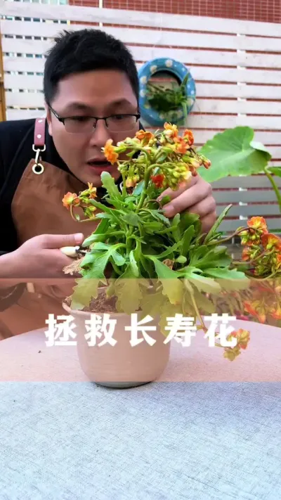 拯救长寿花#花卉绿植 #长寿花 #养花小知识