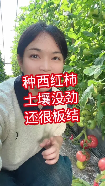 #西红柿种植#记录我的种植生活 #大棚种植 点个关注 相互交流吧@抖音小助手
