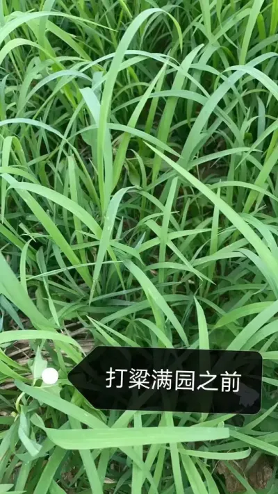 种植高粱除草不再发愁，除草剂选对事半功倍。高粱除草不再难，轻松获得高产#高粱种植 #高粱除草 #高粱管理 #三农 #高粱