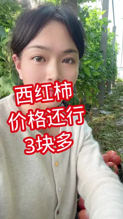 #西红柿种植#西红柿价格#大棚西红柿 点个关注 互相学习吧@抖音小助手