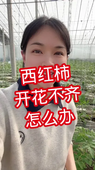 #西红柿种植#记录我的种植生活 #番茄种植 点个关注 互相学习吧@抖音小助手