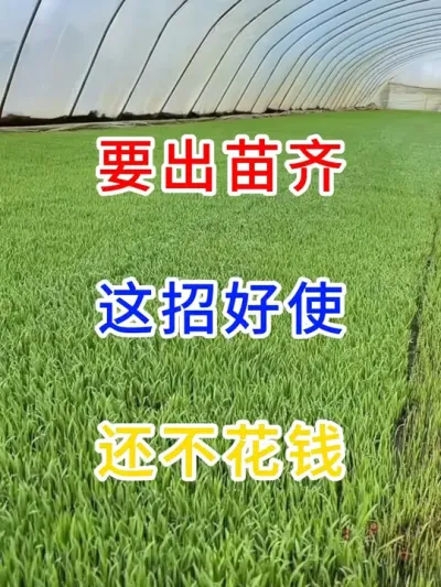 要出苗齐，这招好使还不花钱 #春耕农忙进行时   #传播农业知识传播正能量   #每天分享农业种植小知识   #农民种地真辛苦  #种植小技巧
