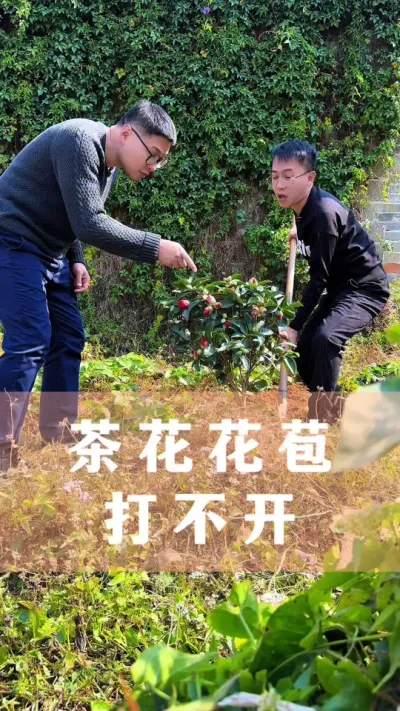 茶花花苞打不开，多半少做这件事#茶花 #花卉绿植 #养花小知识