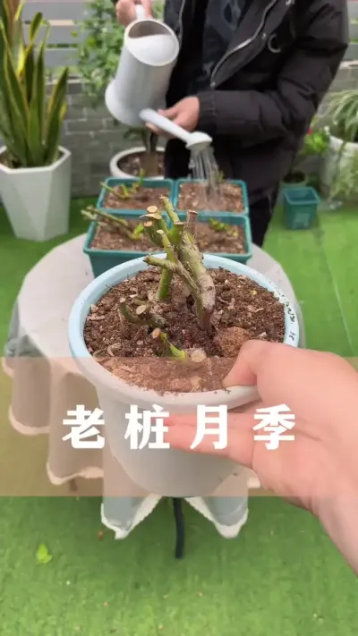 老桩月季的坑，你踩了吗#月季 #花卉绿植 #养花小知识