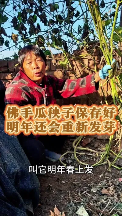佛手瓜秧子剪了，根部保存好明年还会重新发芽！一样结瓜！#佛手瓜种植技术和方法 #佛手瓜 #佛手瓜种植 #三农 #蔬菜种植 @DOU+上热门 @抖音创作小助手 @DOU+小助手