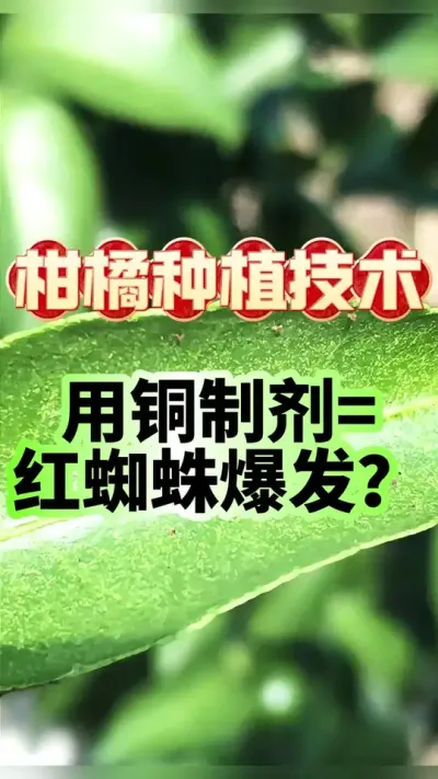 #dou上热门 铜制剂是红蜘蛛爆发的元凶？果农们别再被误导了！#科学用药 #柑橘管理 #增产增收才是硬道理 #农业技术