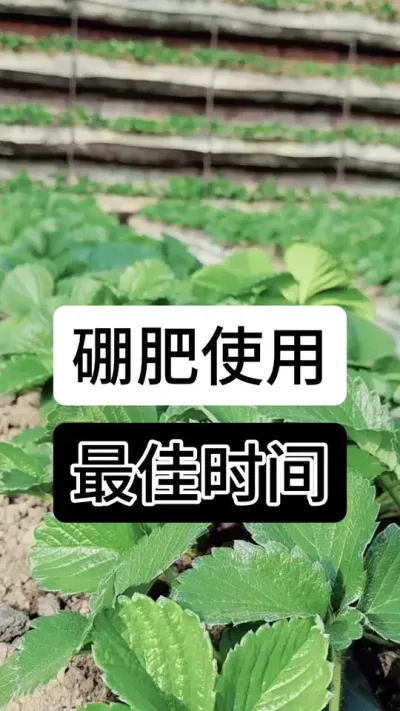 硼肥使用最佳时间