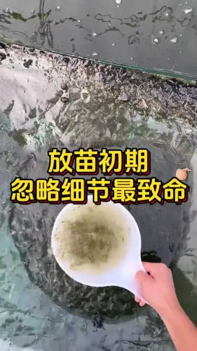 放苗初期，忽略细节最致命#养虾人 #水产人 #水产养殖 #嘉骏新水产 #嘉骏集团