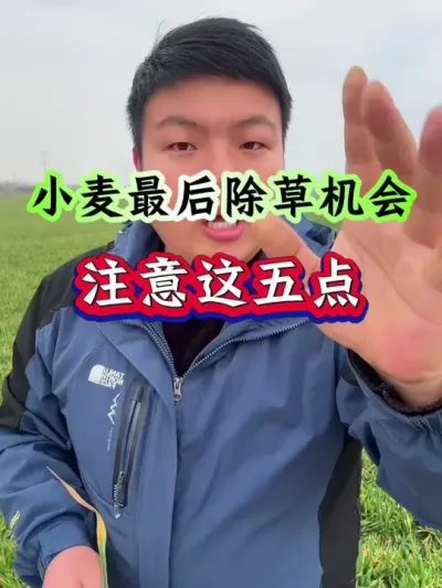 小麦最后的除草机会，注意这五点！ #小麦田除草  #小麦种植 #种植小技巧 #来抖音学农技