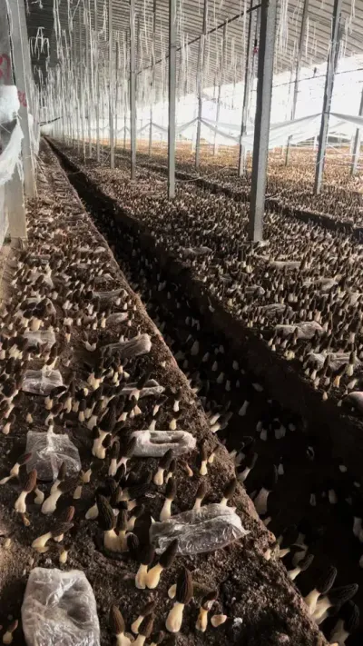 爆棚，羊肚菌的产量是越来越高了！ 大家一定要仔细观察，羊肚菌高产基地里的营养包，被吸收的状态是什么样的。#创作者中心 #创作灵感 #羊肚菌 #羊肚菌种植 #羊肚菌种植