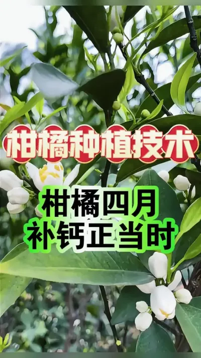 #上热门 四月补钙正当时！资深果农必看的柑橘钙肥管理黄金法则#柑橘种植 #新农人计划 #增产增收才是硬道理 #沃柑