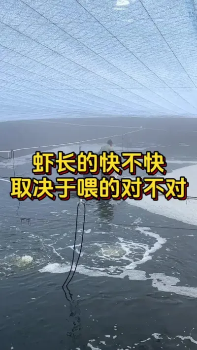 虾长的快不快，取决于喂的对不对#水产人 #小棚养虾 #南美白对虾 #养虾人 #嘉骏新水产