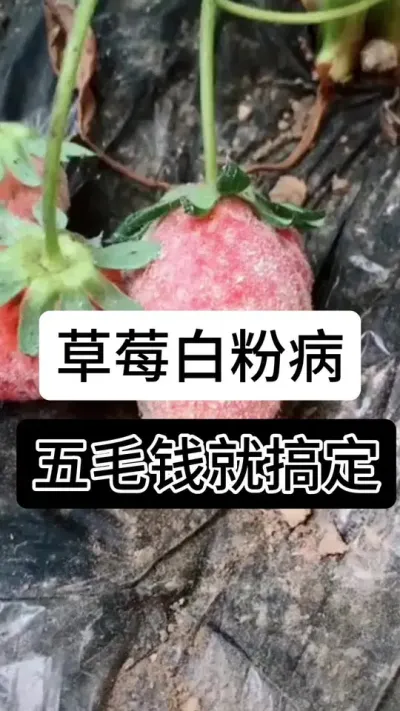 草莓白粉病五毛钱就搞定#草莓种植管理技术和方法 #分享农业知识帮农民增产增收 #草莓种植 #服务三农支持三农 #支持三农扶持三农发展