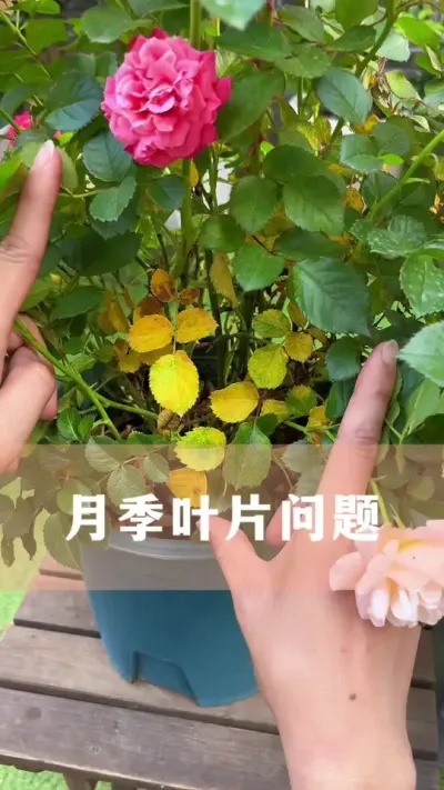 #月季 养月季，很多人第一步就做错了#花卉绿植 #养花小知识