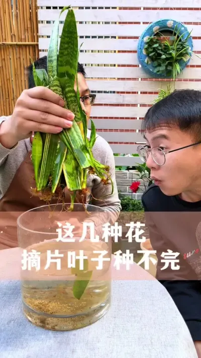 这几种花，摘片叶子就能扦插，种都种不完#花卉绿植 #养花小知识 #种植小技巧 #分享养花经验