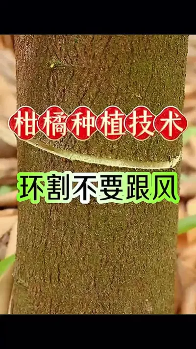 #dou上热门 柑橘环割不要盲目跟风#柑橘种植 #新农人计划 #抖音助农 #农业技术推广