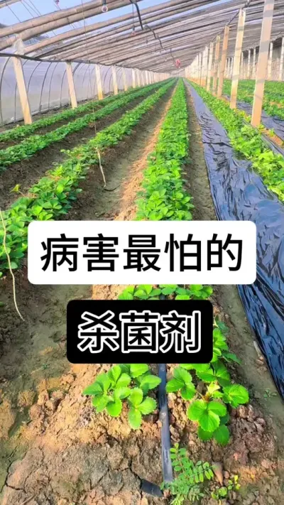 病害最怕的杀菌剂#草莓种植管理技术和方法 #草莓种植 #草莓种植方法 #草莓养护方法 #草莓种植基地