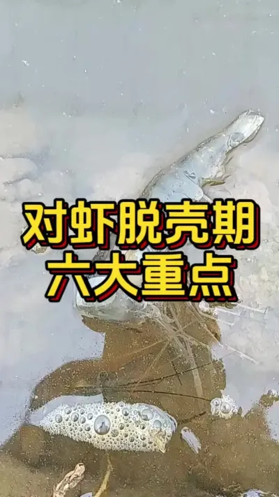 对虾脱壳六大重点#南美白对虾 #养虾人 #小棚养虾 #水产养殖 #嘉骏新水产