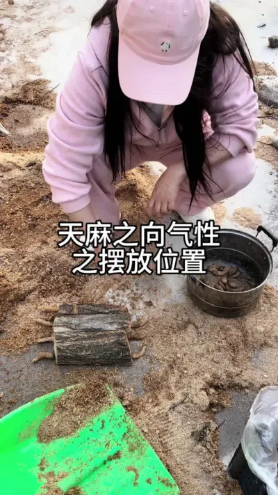 天麻向气性之摆放位置 #农业技术推广 #抖音助农 #三农 @抖音小助手