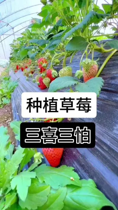 草莓三喜三怕#草莓种植方法 #草莓种植管理技术和方法 #草莓种植