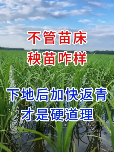 不管苗床秧苗咋样，下地后加快返青才是硬道理 #农业种植小知识   #传播农业知识传播正能量   #每天分享农业种植小知识   #水稻种植交流