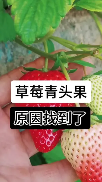 草莓青头果原因找到了#草莓种植方法 #草莓种植管理技术和方法 #草莓种植 #草莓种植基地