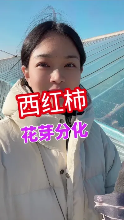 #西红柿种植 #番茄种植 #花芽分化 关注我 互相学习@抖音小助手