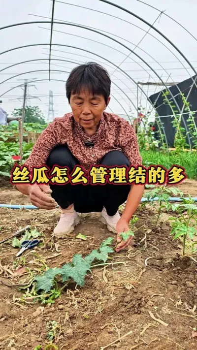 你往年种的丝瓜结的多吗#丝瓜 #丝瓜种植 #三农 #蔬菜杨大姐 #种植小技巧 @抖音创作小助手 @DOU+上热门 @DOU+小助手