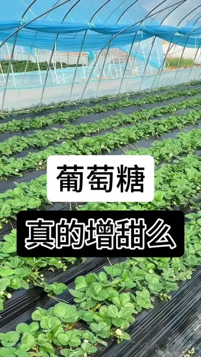 葡萄糖真的增甜么#草莓种植管理技术和方法 #草莓种植 #草莓种植方法 #草莓种植基地 #草莓养护方法