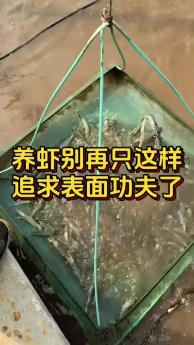 养虾别再只这样，追求表面功夫了#小棚养虾 #水产人 #养虾人 #南美白对虾 #嘉骏新水产