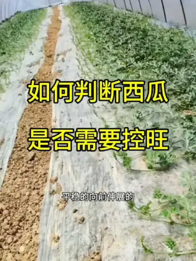 #抖音助农 #抖音助农扶农 #扶农助农新农人