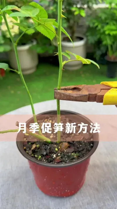月季促笋新方法#月季 #花卉绿植 #养花小知识 #分享养花经验
