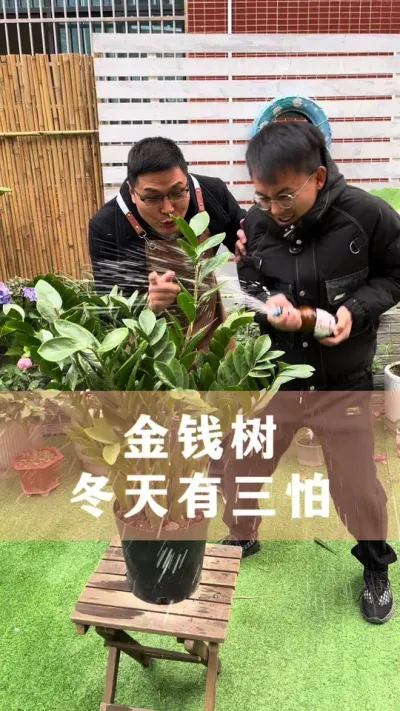 金钱树冬天有三怕#金钱树 #花卉绿植 #养花小知识 #爱生活爱养花