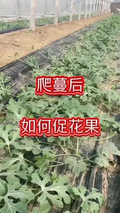 #西瓜种植  #三农 #农业