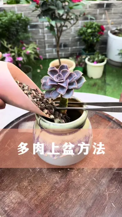 多肉上盆正确的方法#多肉 #花卉绿植 #养花小知识 #分享养花经验